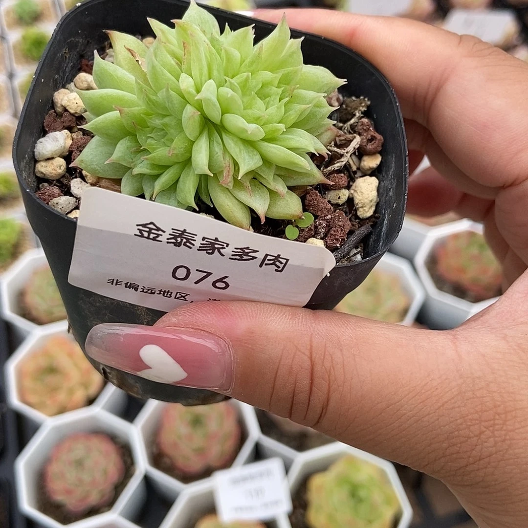 金泰家多肉，076麦秆