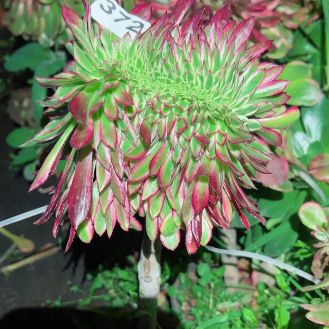 芸***肉372 号多肉植物法师欢颜