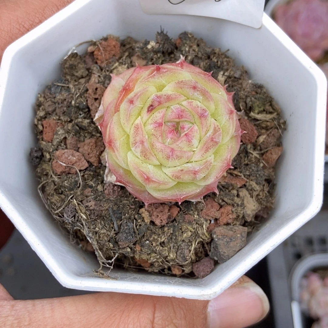 春泥家框拍链接C18