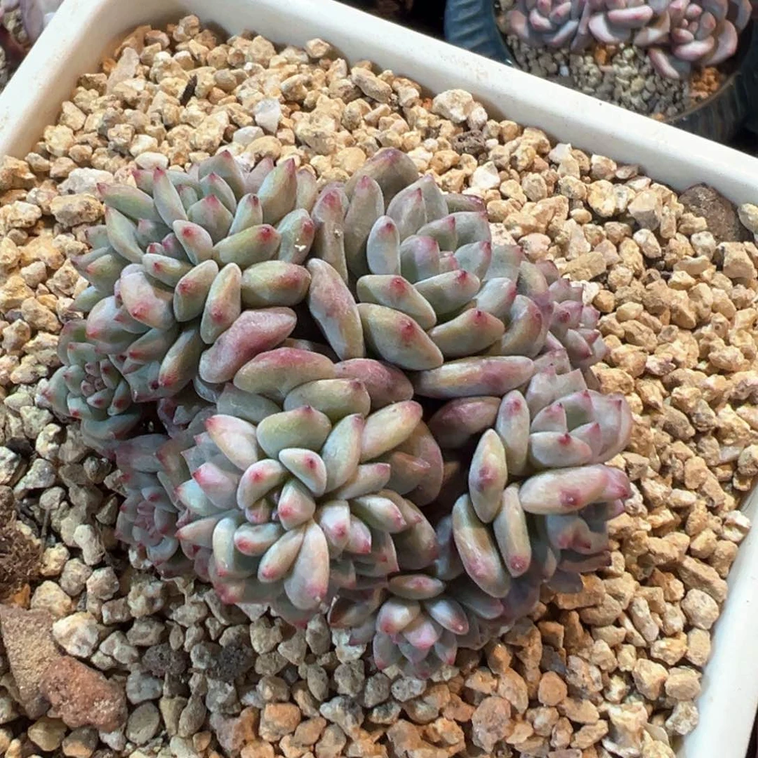 ， 新年快乐 新年快乐