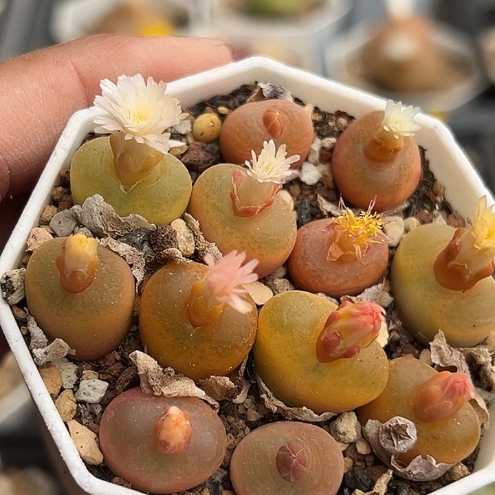 445号特价福利毛汗尼一盆