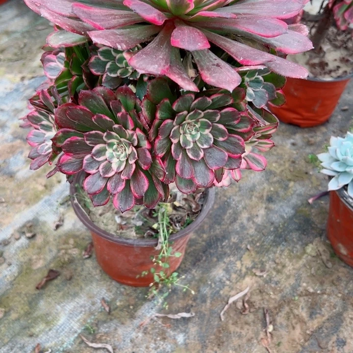 897黑金刚多肉植物