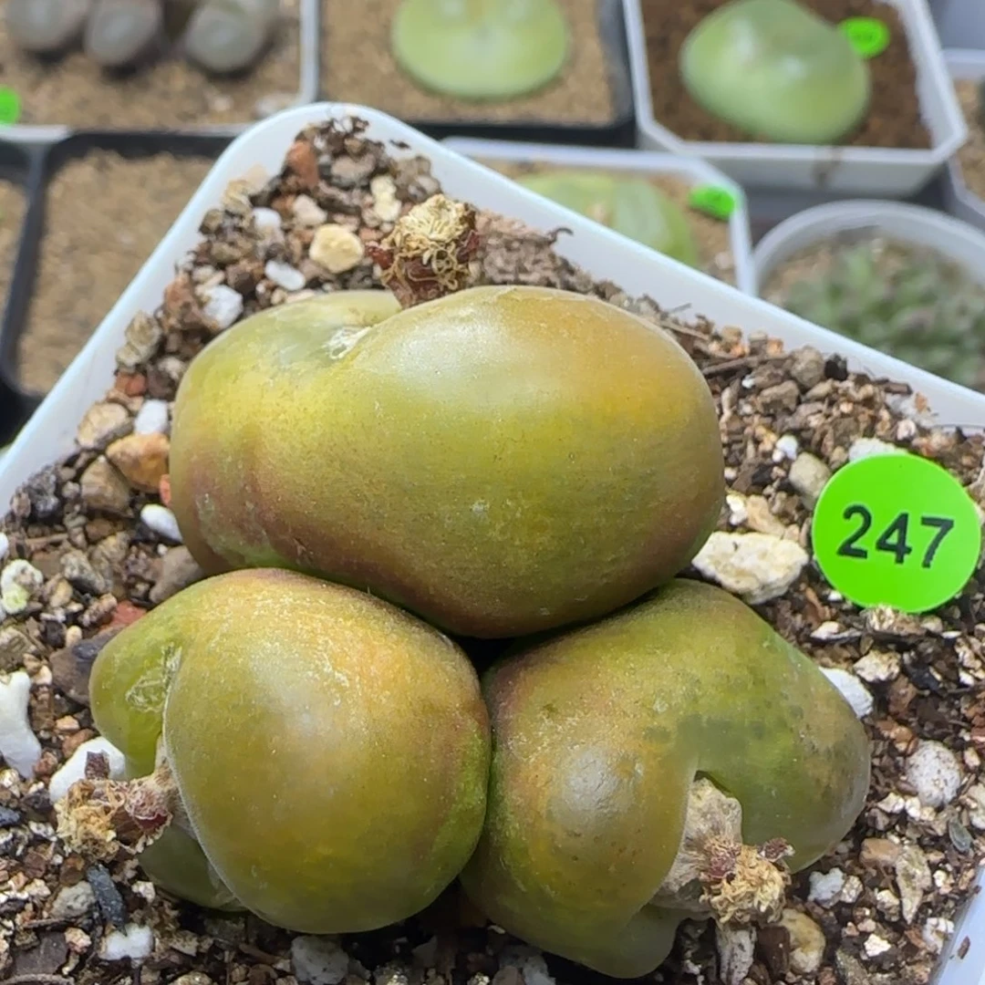 柿饼群多肉植物247