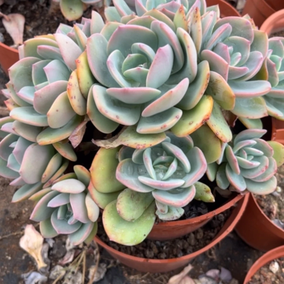 【闪购商品】青**草白凤