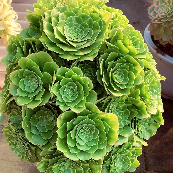 翡翠琉璃啊啊啊啊啊啊啊