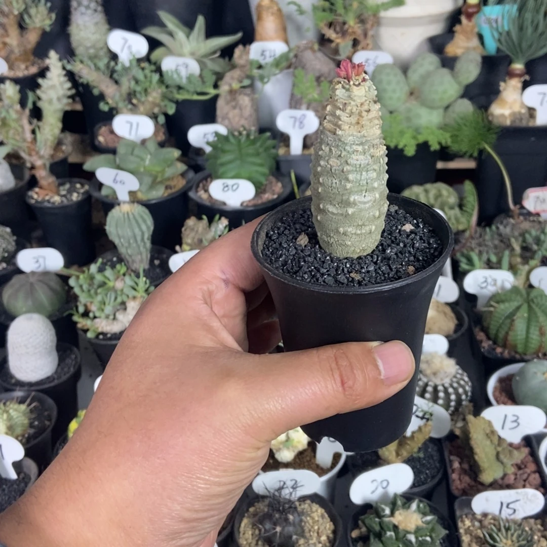 安卡大吉一物一拍