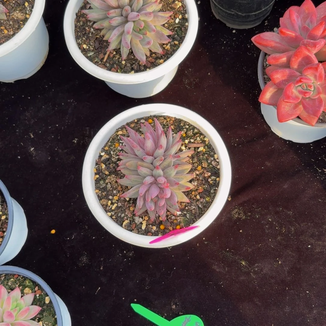 糖****t虞美人多肉美美哒