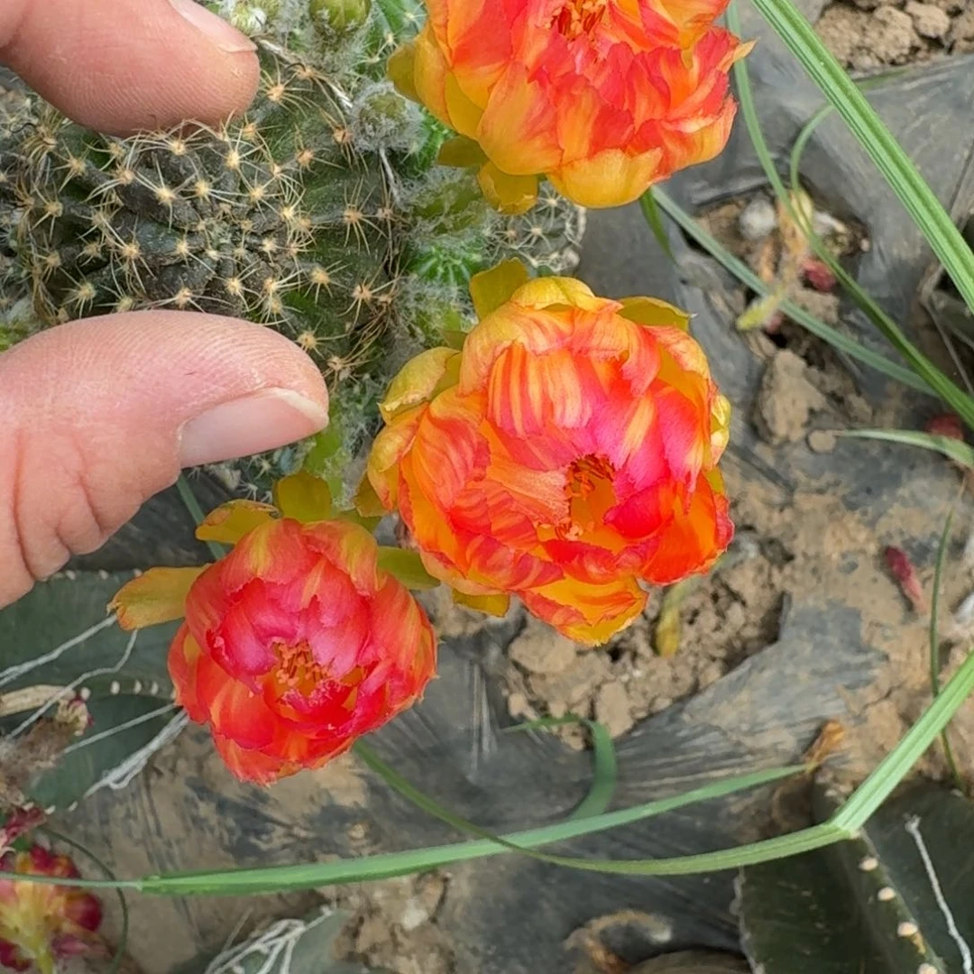 236荷花无根侧牙歪3公分左右，20包邮