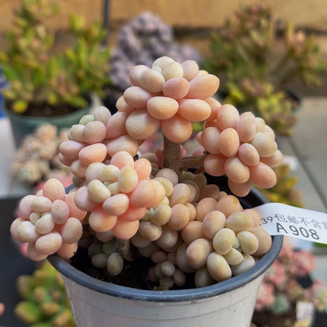 908洛可可8cm多肉植物