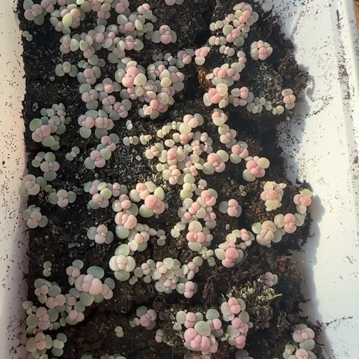 6王者系列种播苗一盒