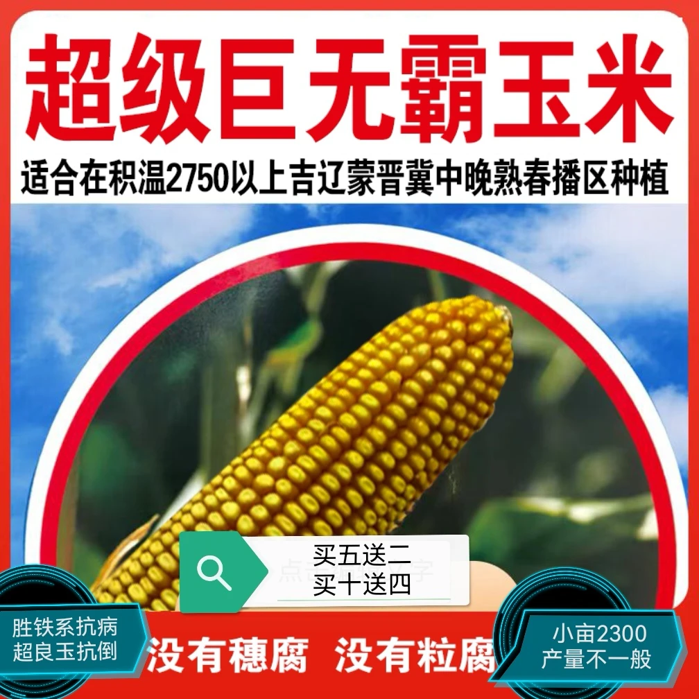 抗病抗倒稳产好，无穗腐风险极小产吨粮发酵菌剂