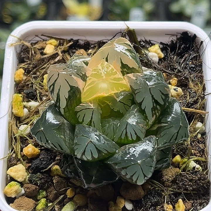 214大窗水晶灯玉露锦