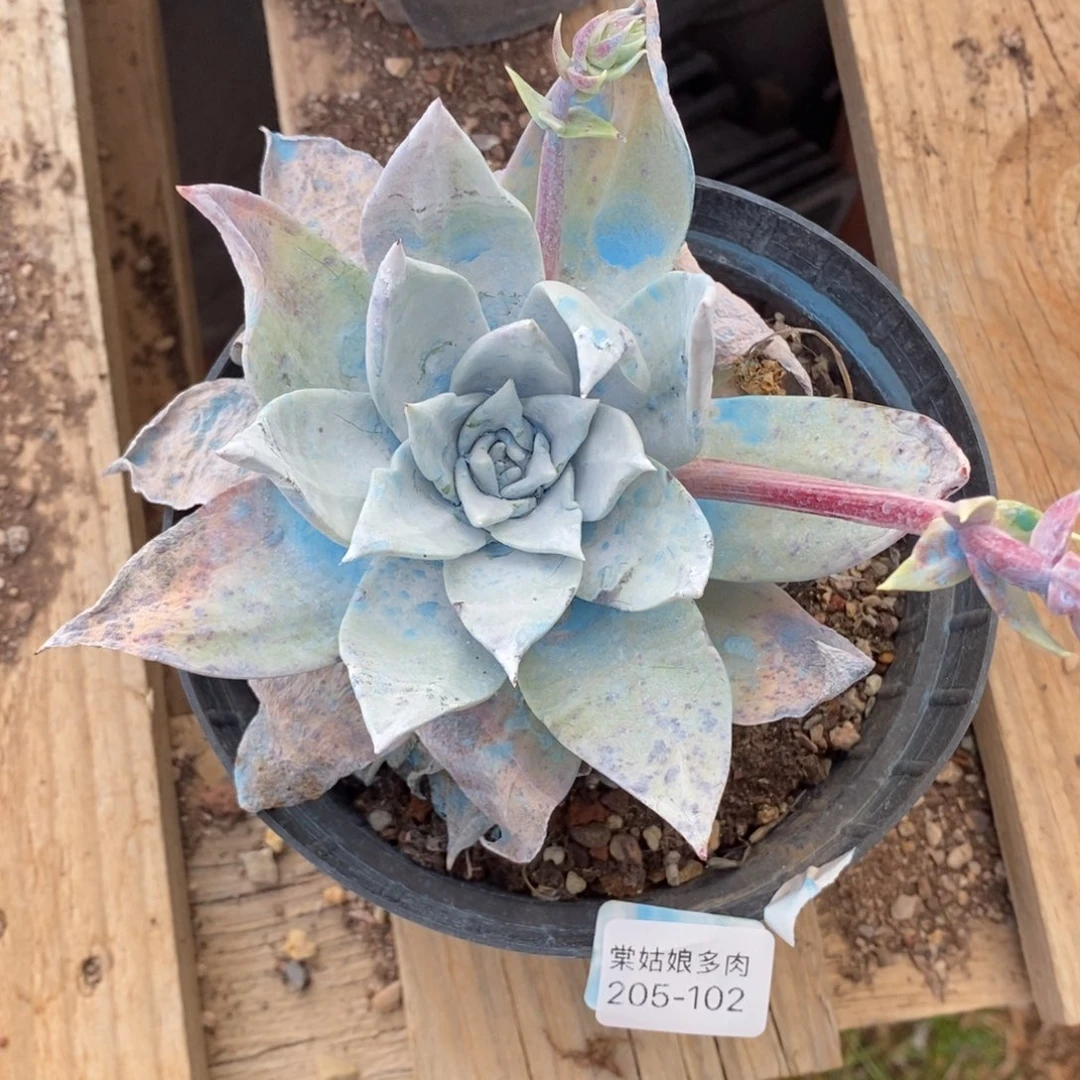 102号牡丹叶小可爱