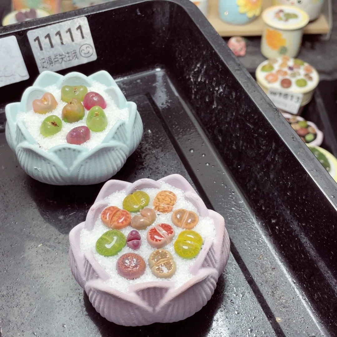 w11111一份两盆量拍