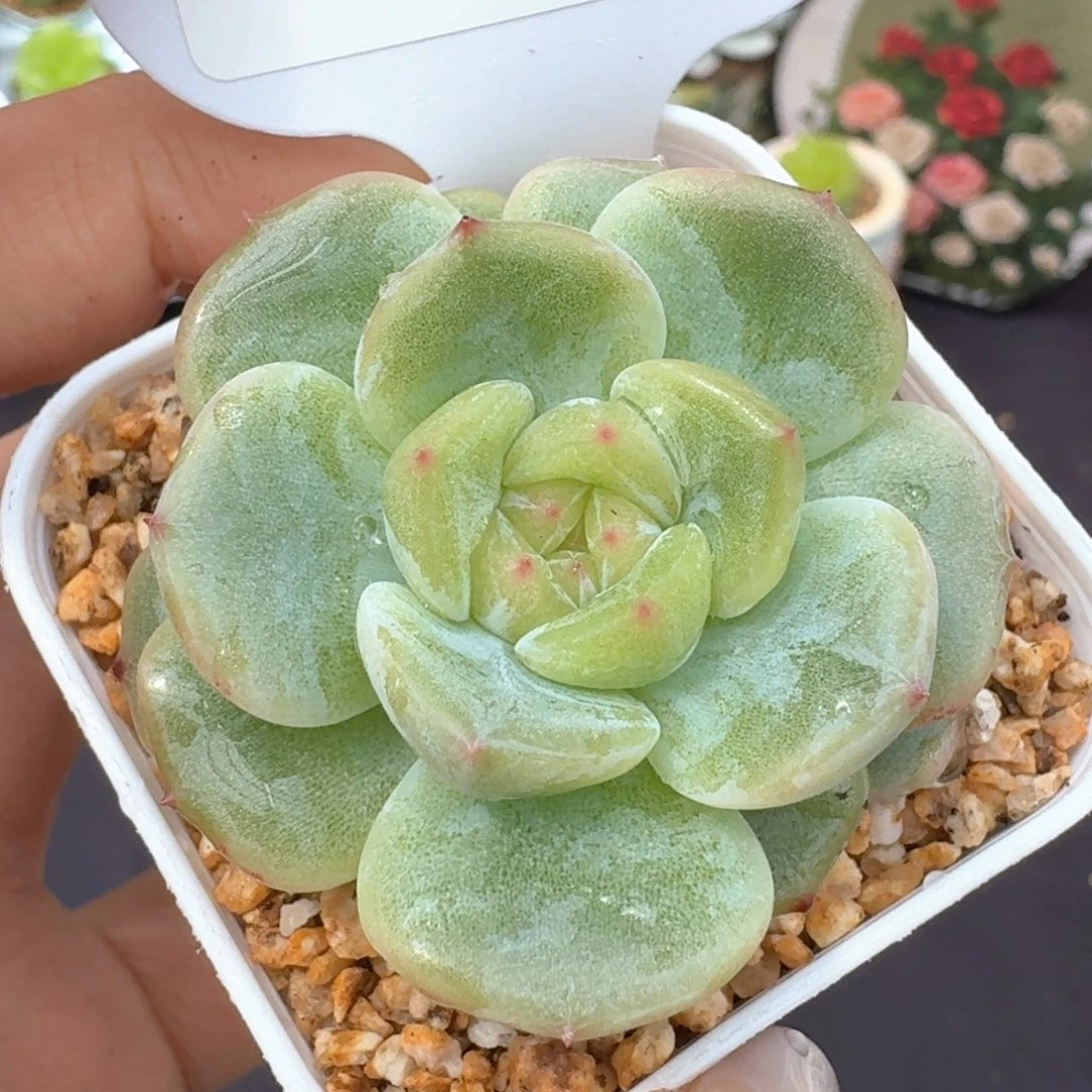 0624-230-芳草一单头