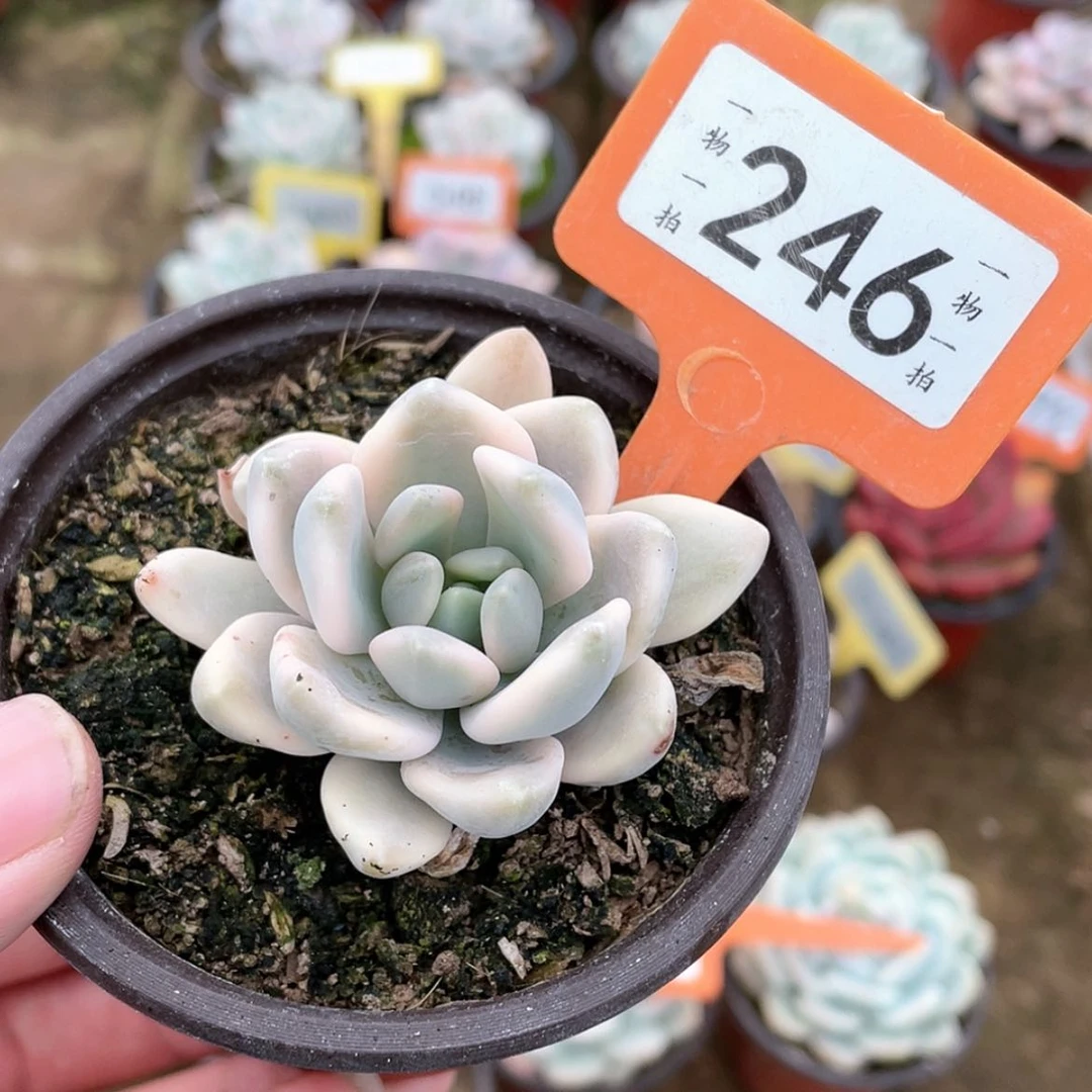 【闪购商品】246号