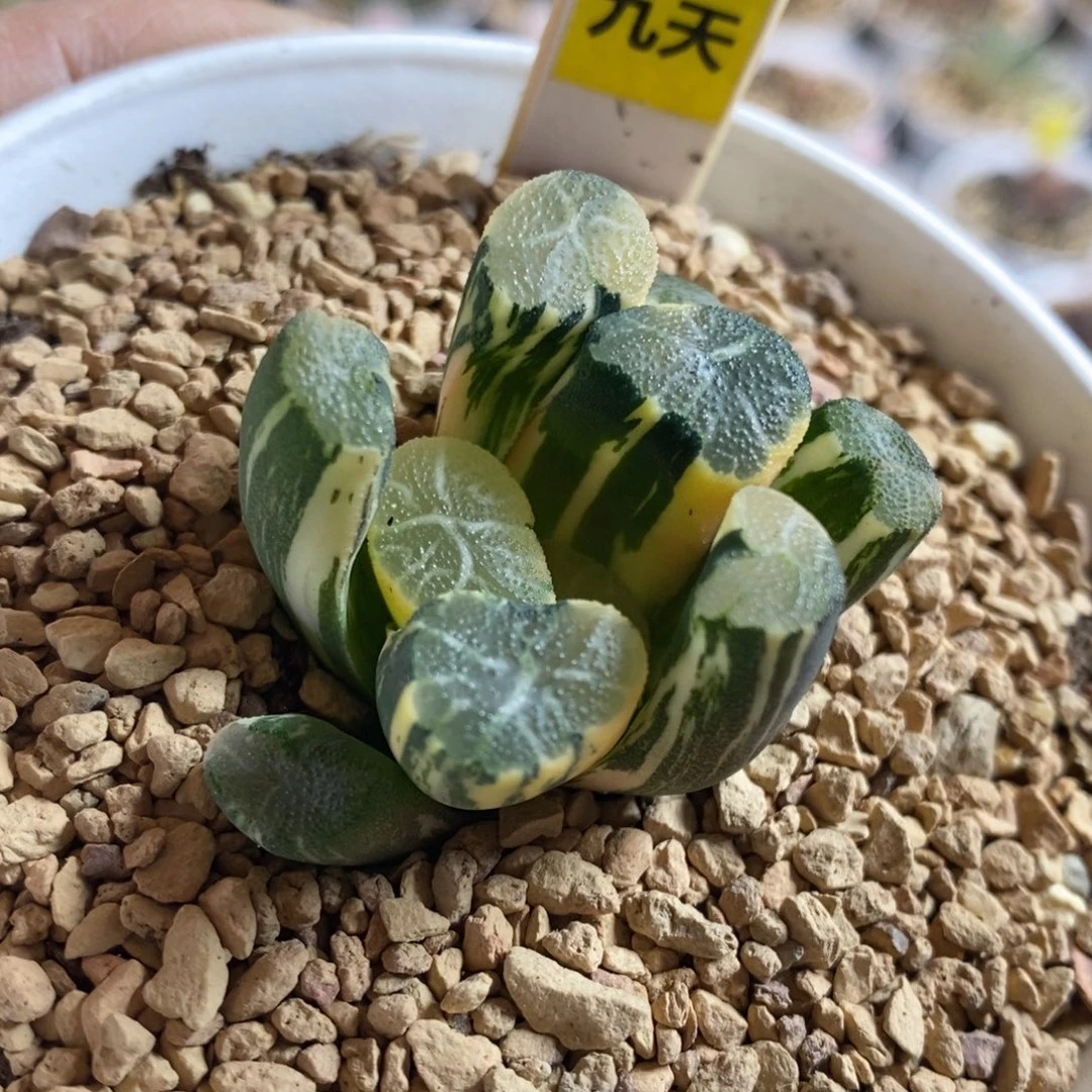 577号白妙锦万象锦