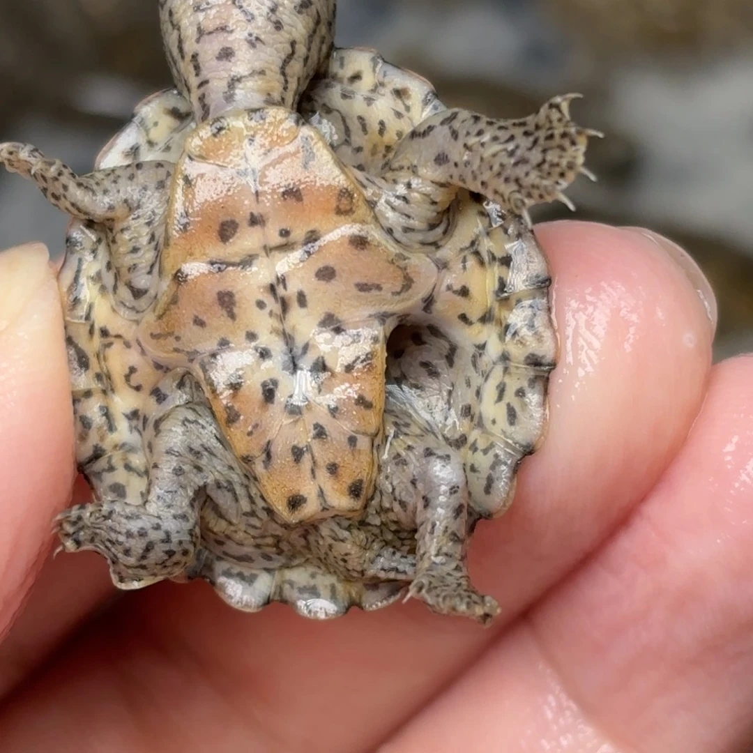 剃刀龟不分公母全品双满文粗纹黑刀