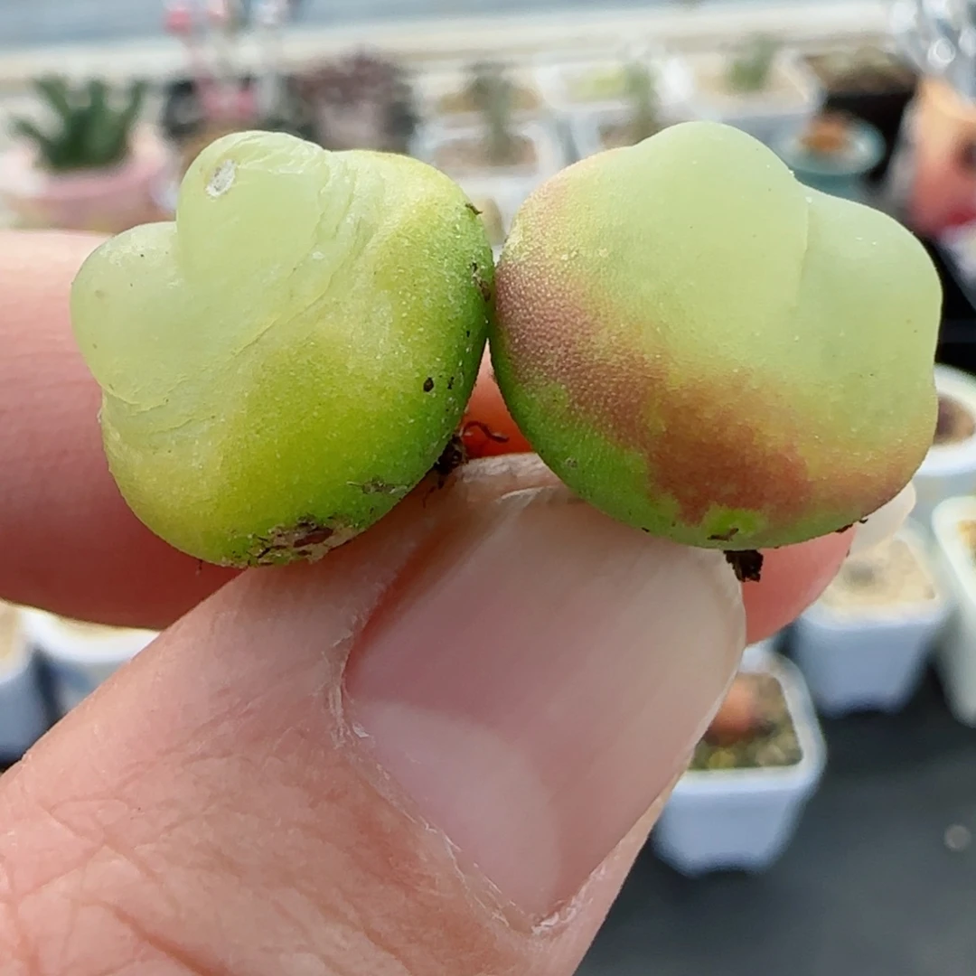 精品多肉拉登两颗3年株13号