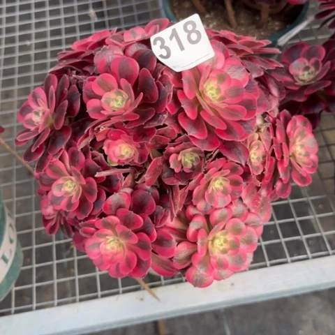 啊****）318美杜莎有断枝25厘米左右