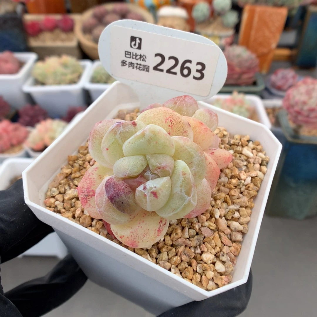 哈****?2263 冰玉石化多肉