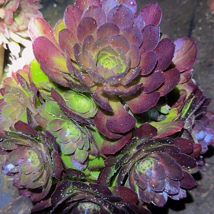 红心沙拉碗捧花亏本福利