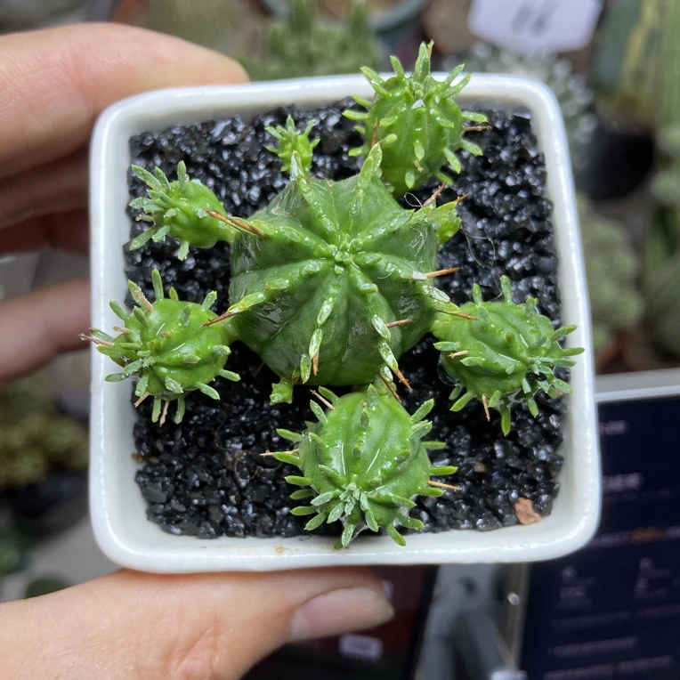 火麒麟（盆口径5厘米）多肉植物趣味仙人球