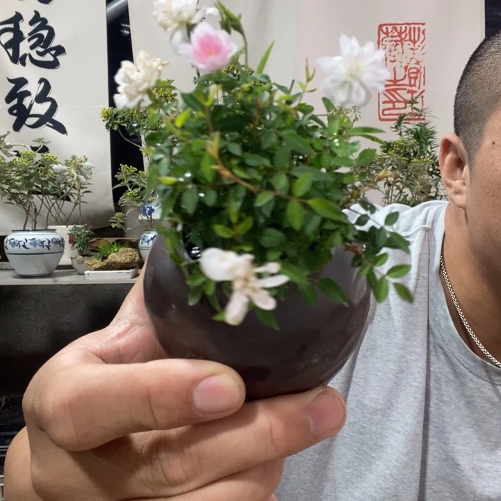 无花朵退款拉黑拉黑38