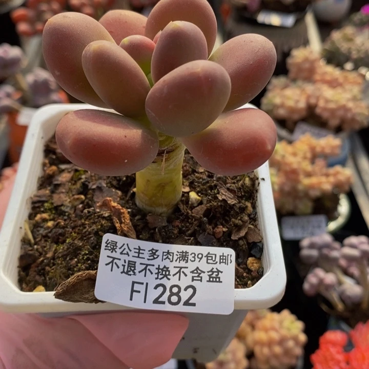 金蝉单头282多肉植物