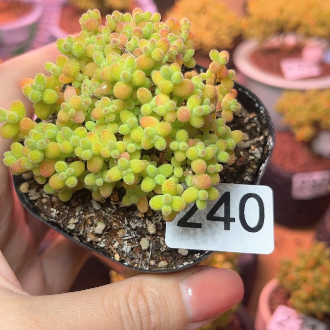 240金橘可爱多肉植物