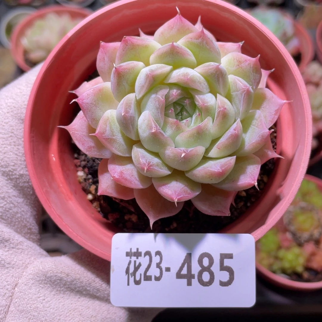 花利美23-485麦秆