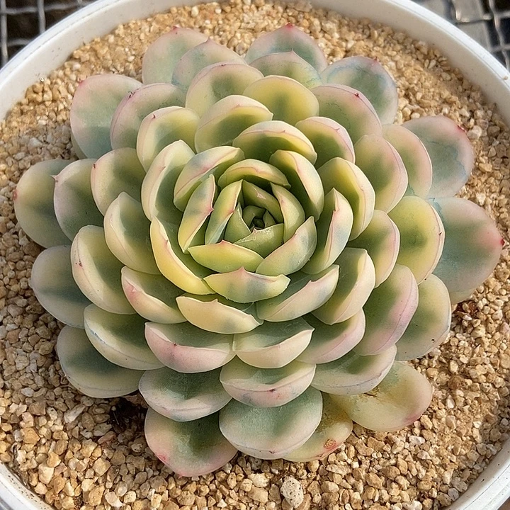 草莓冰锦多肉植物