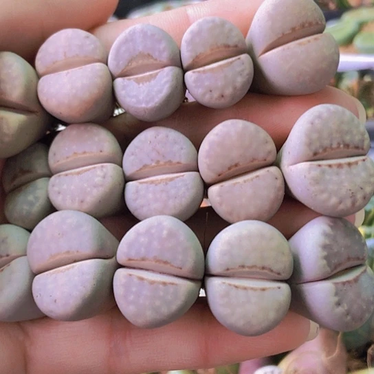 无花朵0578，1.7-2厘米粉唇