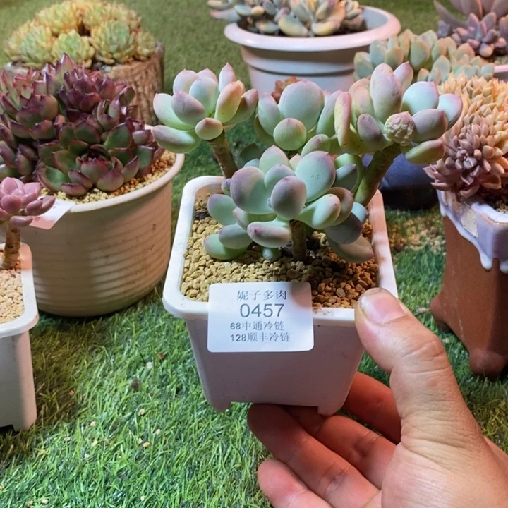 0457啊啊啊啊啊啊啊啊啊啊