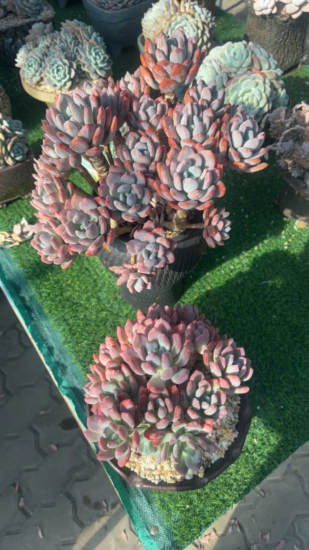 灰姑娘老桩多肉两颗