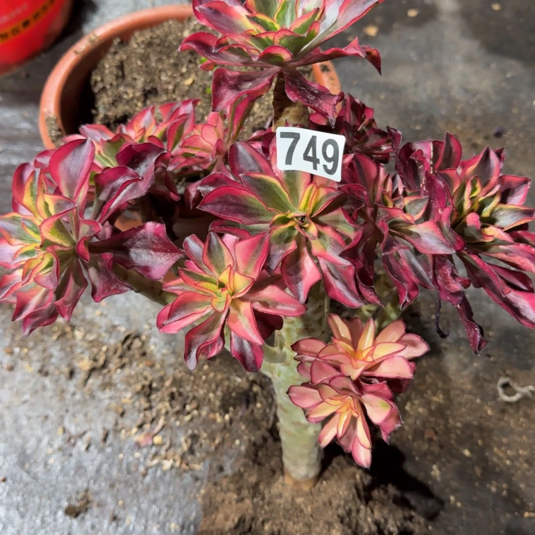 重***始749多肉植物魅影多肉