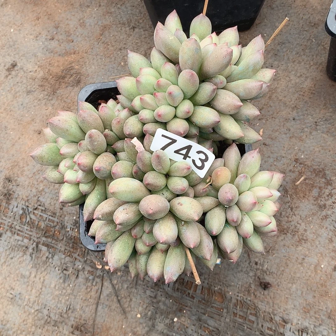 743 一物一拍多肉