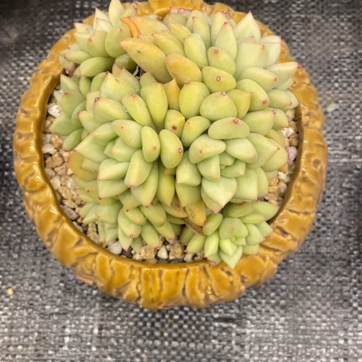 "****"弥鹿之森一物一图