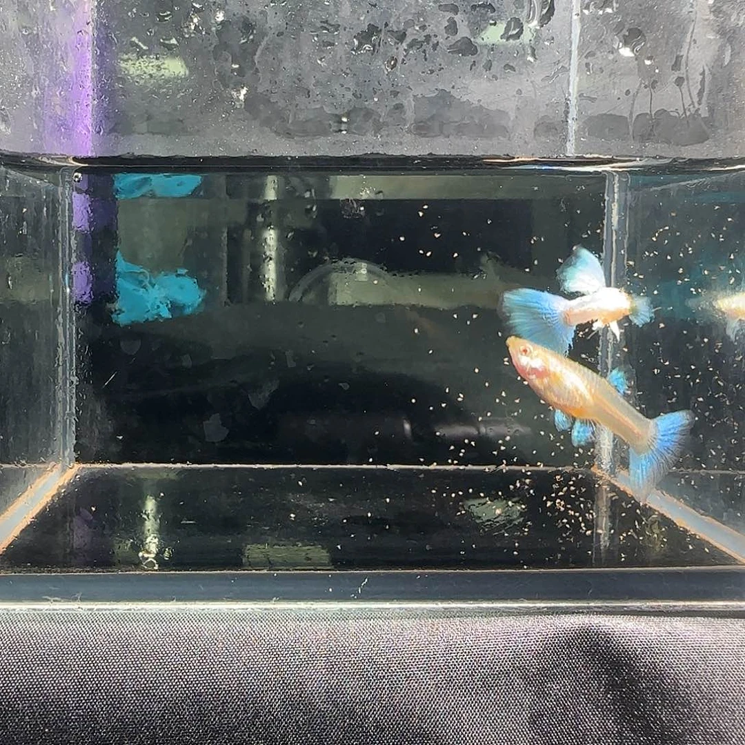 孔雀鱼关注主播可以下单