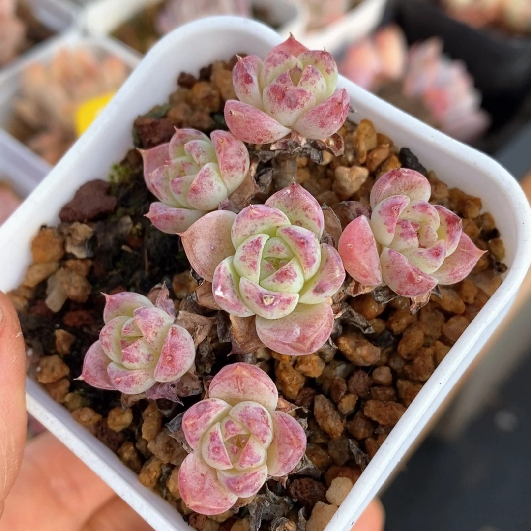 精品多肉一物一拍不包整88