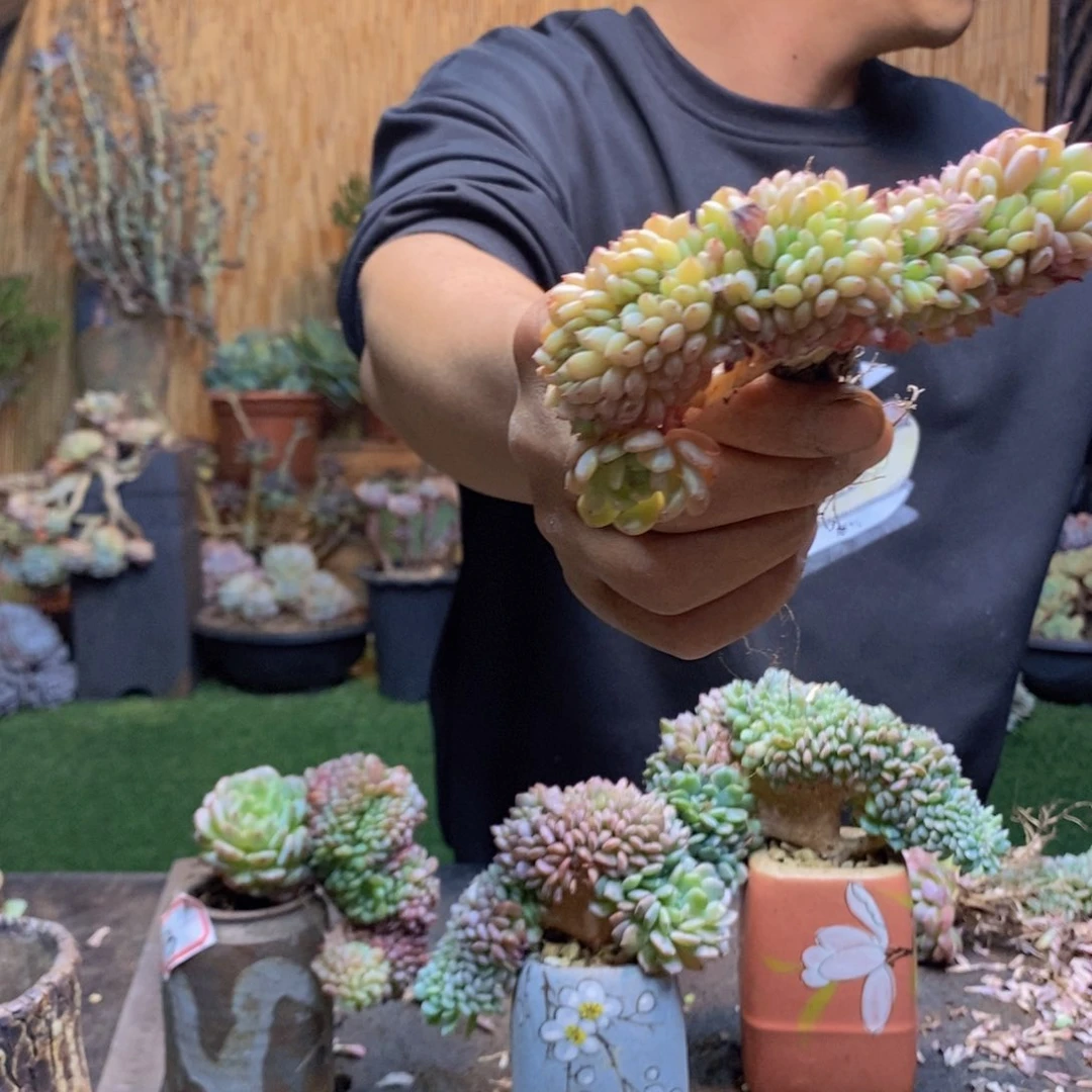 敏*58 号白胖子多肉