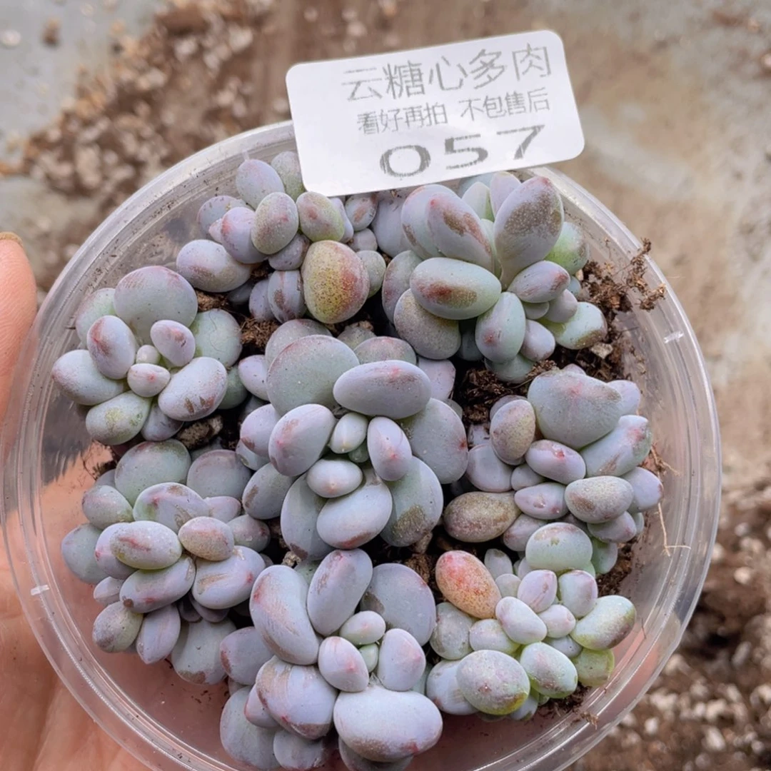 云糖心多肉植物57