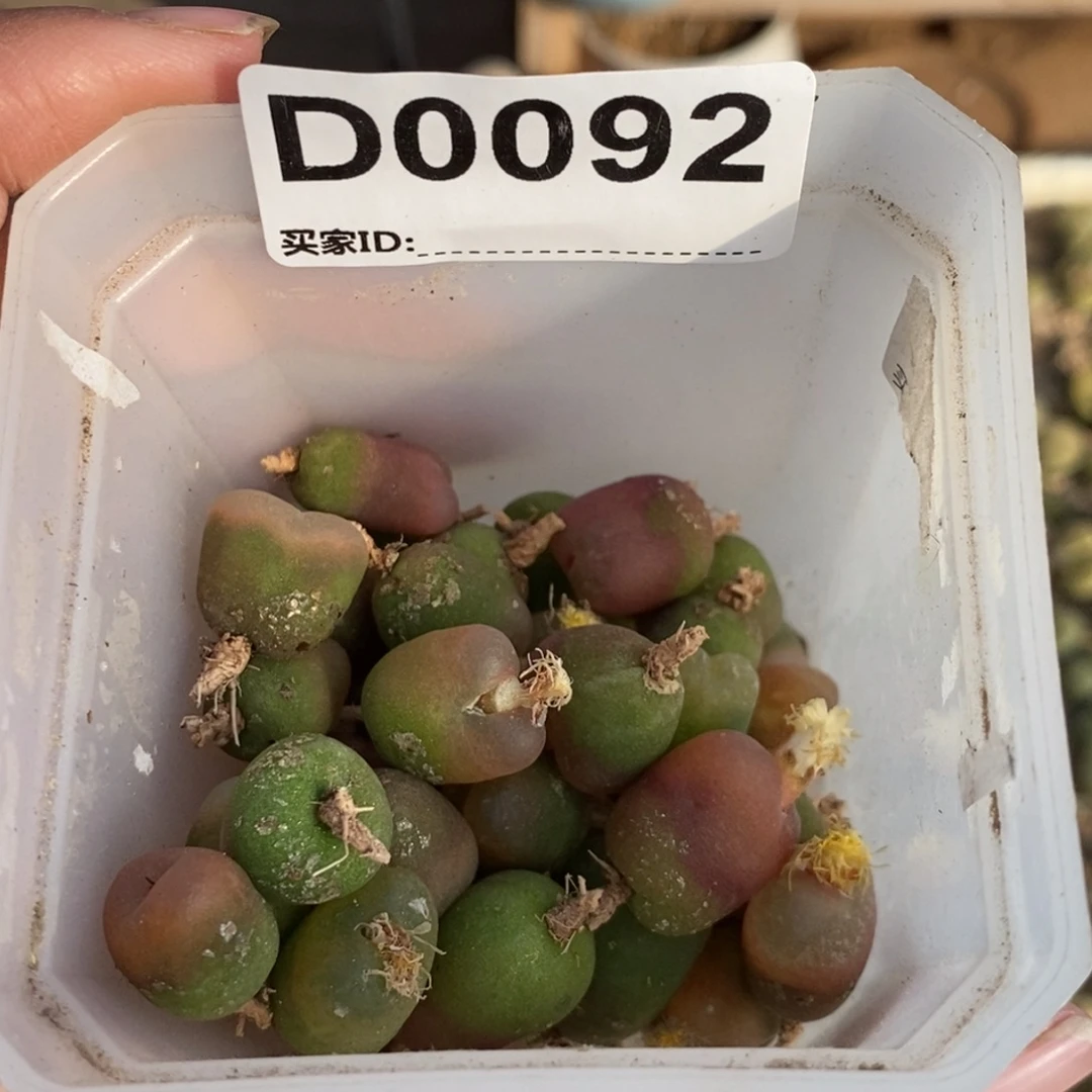 0092 五十颗毛练手套