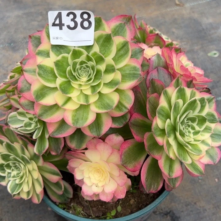 438玉资20厘米左右