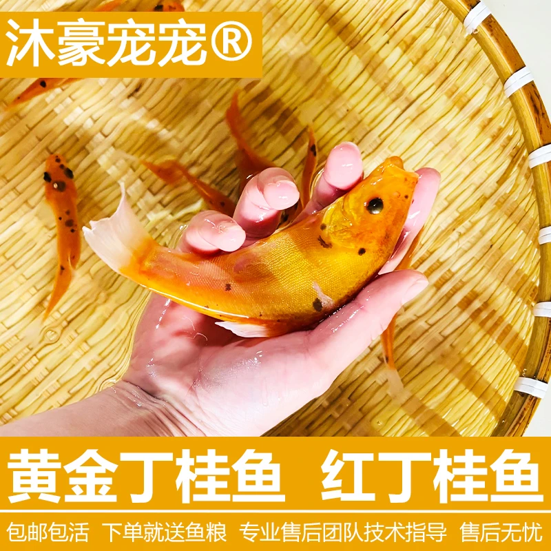 沐豪宠宠【丁桂鱼】苗耐寒食用鲜活丁贵鱼优质野外垂钓中华鲤鱼直供