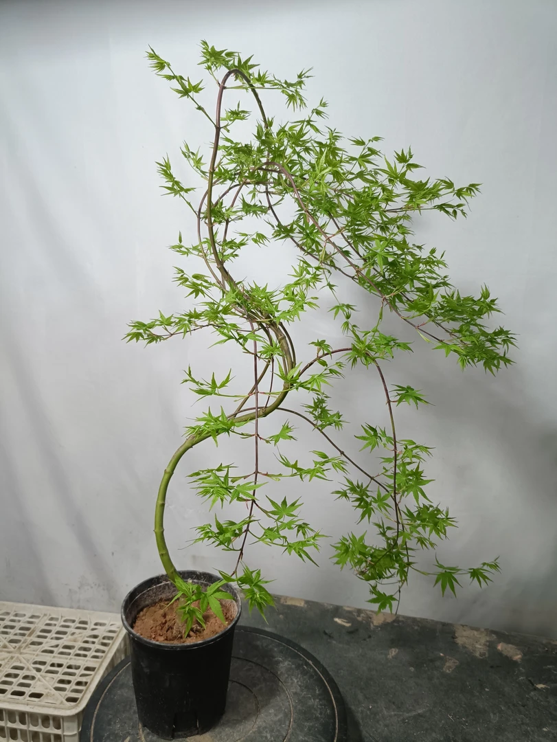 日本垂枝多枝条流泉枫树盆景精品造型直播室内茶台户外庭院