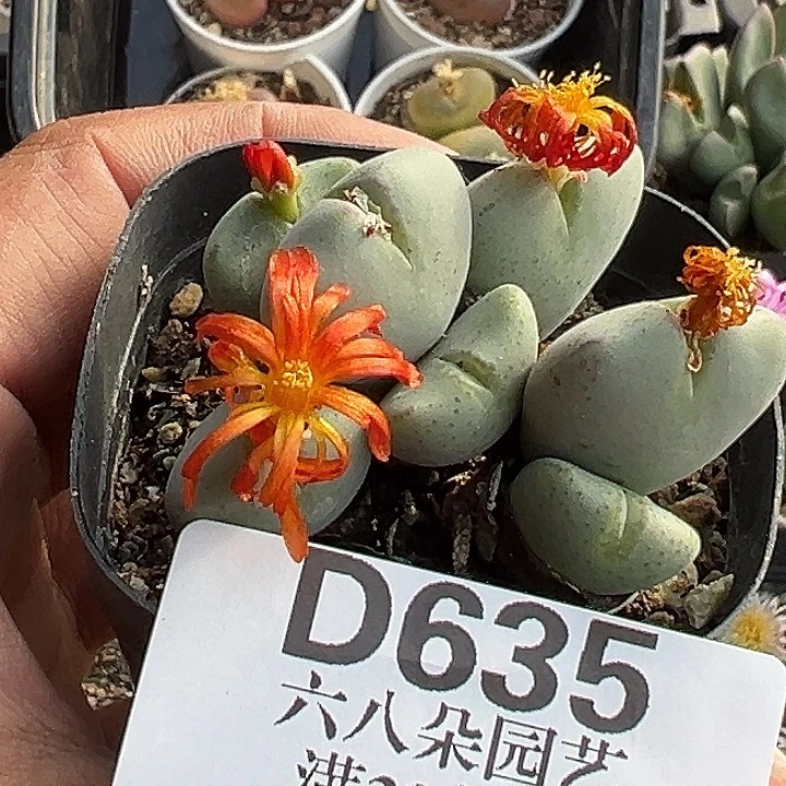 635号富士衣少将杂zyyyxyzwxxx
