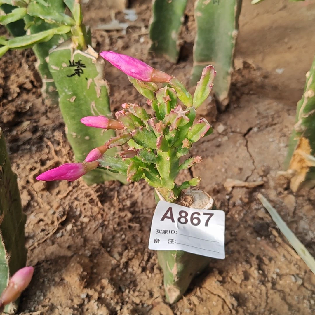 红***妹粉异类脱土易掉苞芽867