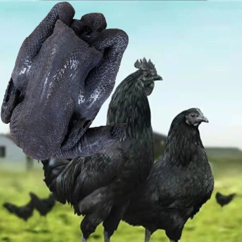 正宗五黑绿壳蛋鸡鲜嫩鲜活包邮到家