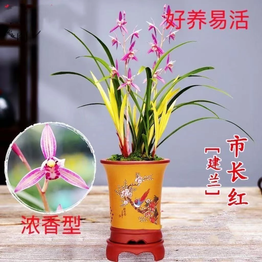 精品国兰 浓香型名贵建兰市长红室内绿植盆栽花卉